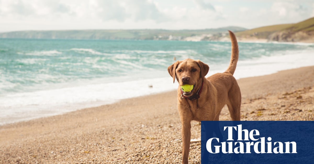 The hotel had a dog spa': readers' favourite dog-friendly holidays