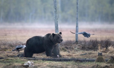 A brown bear chases away crows in a forest in eastern Finland