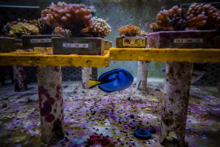 Corals in tanks at Aims research facility in Townsville, Queensland