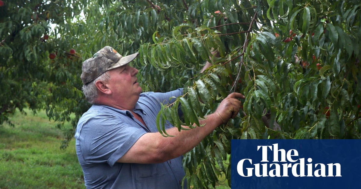 Revealed Monsanto Predicted Crop System Would Damage Us Farms Us News The Guardian