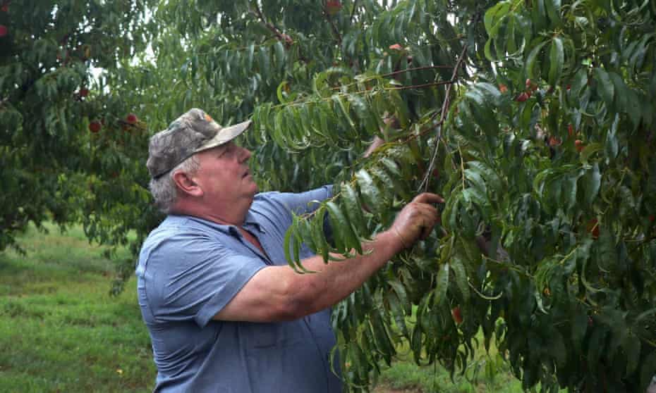 Missouri farmer Bill Bader won a $265m jury verdict against Monsanto and BASF after alleging his peach trees were damaged by the illegal use of the herbicide dicamba 