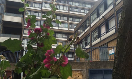 Guerrilla gardening at Elephant and Castle