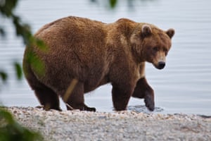 Bear 901, as he is known, hunts for food in preparation for Fat Bear Week. The National Park Service in Alaska, US, holds an annual event highlighting the preparations made by the brown bears of Katmai as they get ready for hibernationThis image provided by the National Park Service shows bear 901 at the Katmai National Park and Preserve in Alaska, on Sept. 12, 2025. (E Johnston/National Park Service via AP)