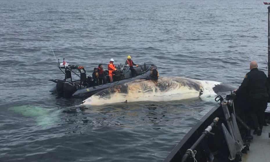 Officials from Fisheries and Oceans Canada collect tissue from a dead North Atlantic Right Whale in the Gulf of St Lawrence.