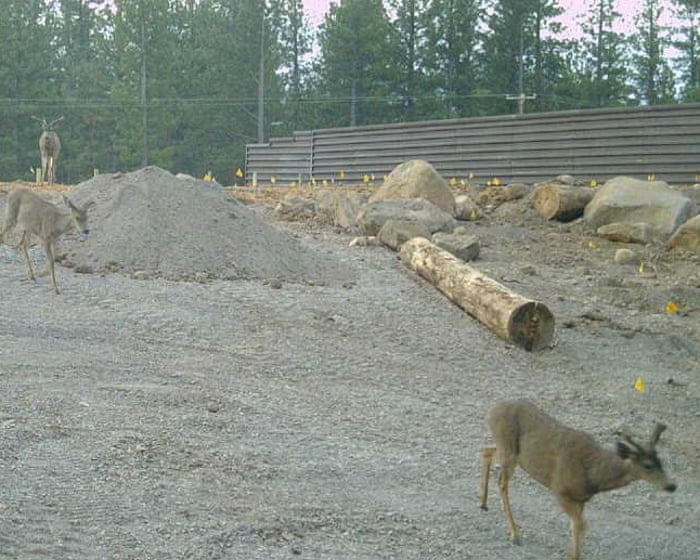 Mule deer already using incomplete $20m wildlife bridge in California