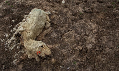 The remains of a dead sheep by the edge of a dry dam near Longreach, Queensland.