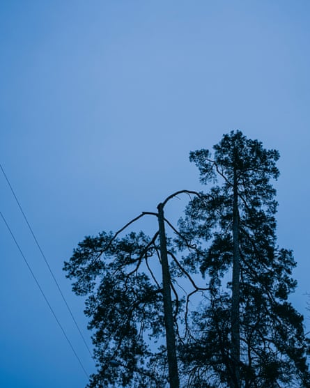 Trees silhouetted against a pale blue sky