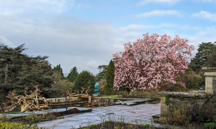 Magnolias at Bodnant Garden, Conwy