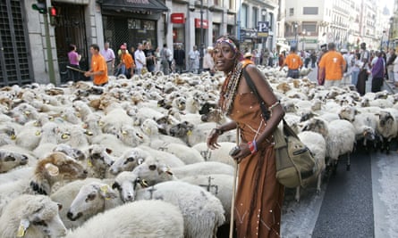 A flock of sheep is driven through Madrid as farmers protest about the threat of urbal sprawl on ancient grazing routes.