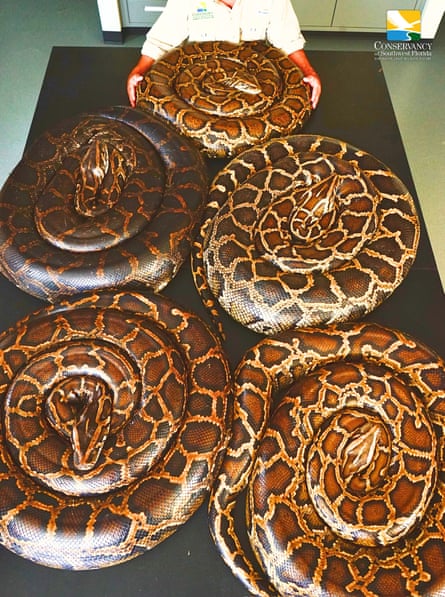 Five pythons coiled up on a table.