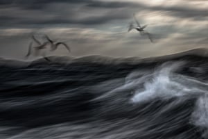 Vice-campeão da categoria Aves: Mar Agitado por Jiří Hřebíček (República Tcheca) Gaivotas-arenque europeias, Noruega