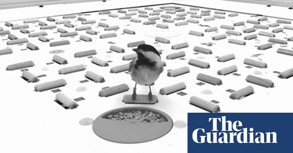 Birds create barcode-like memories to locate stored food, scientists find | Animal behaviour