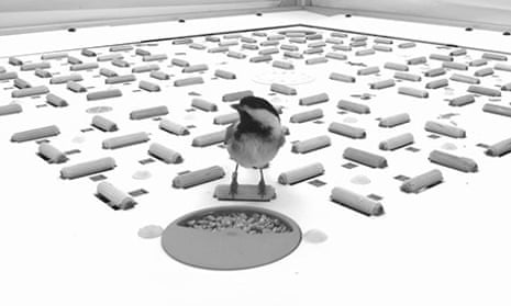 A chickadee and some cached seeds in the testing arena