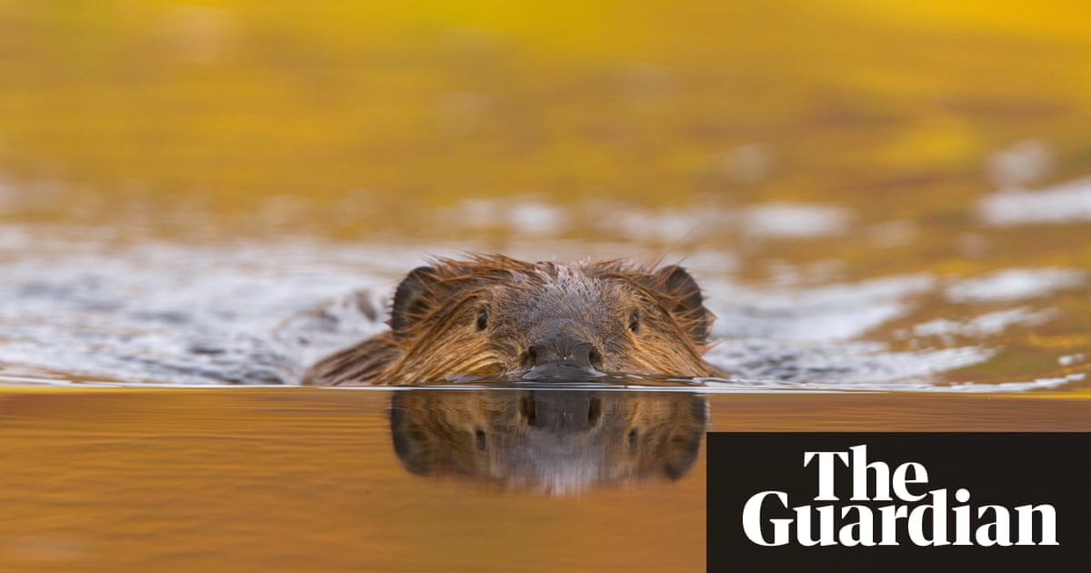 'Amazing but also concerning': weird wildlife ventures to northern Alaska | US news | The Guardian