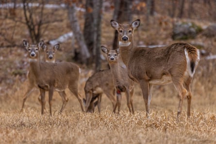 White-tailed deer herd in Wisconsin.