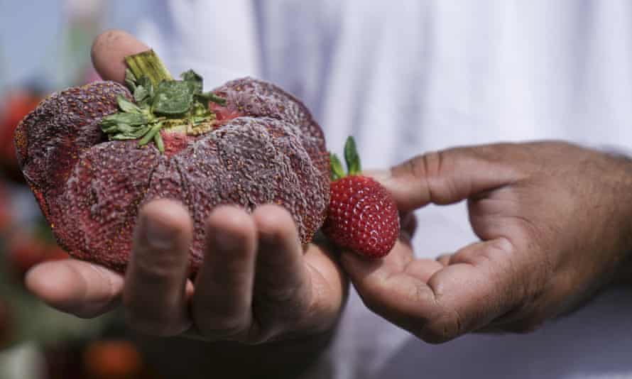 La fraise géante de Chahi Ariel comparée à une fraise de taille normale.