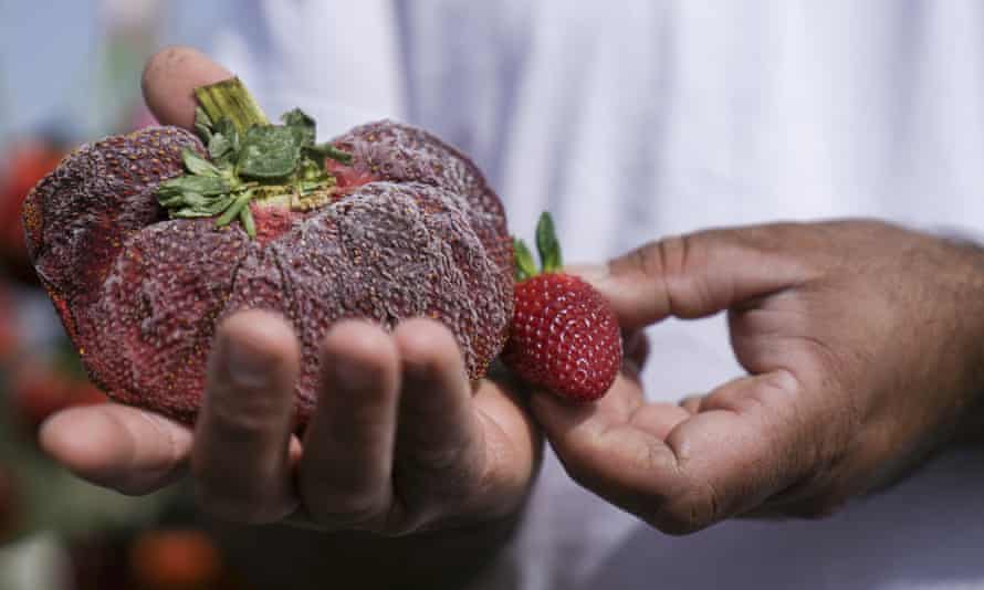 Berry large: Israeli farmer grows world’s heaviest strawberry | Israel 1 Chahi Ariel’s giant strawberry compared with a normal sized one.