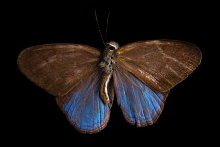 A blue and brown butterfly on a black background