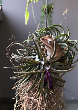 A brown tree frog enjoys a nap.