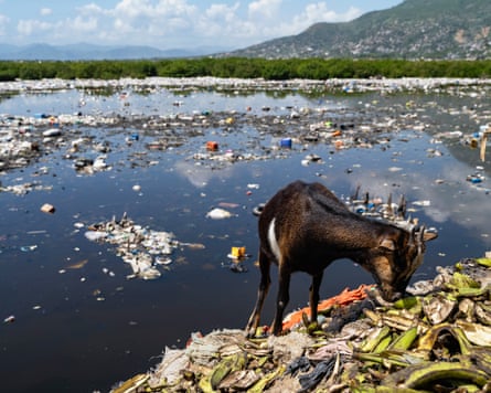 A gota nibbles at a pile of rubbish next to water that is full of rubbish, with hillsides covered in housing in the background