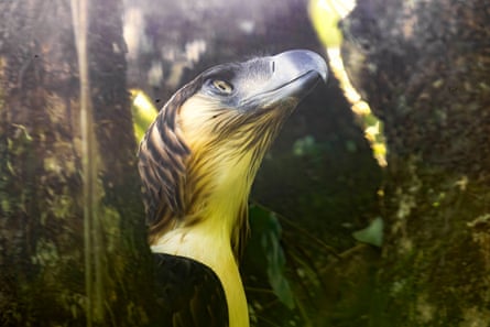 Close-up of the head of a Philippine eagle in the jungle