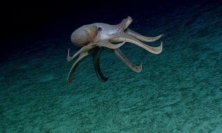 A rare deep-sea cirrate octopod. Sir David Attenborough has backed calls for a halt to deep sea mining, which conservationists warn could have huge impacts on wildlife and climate change.