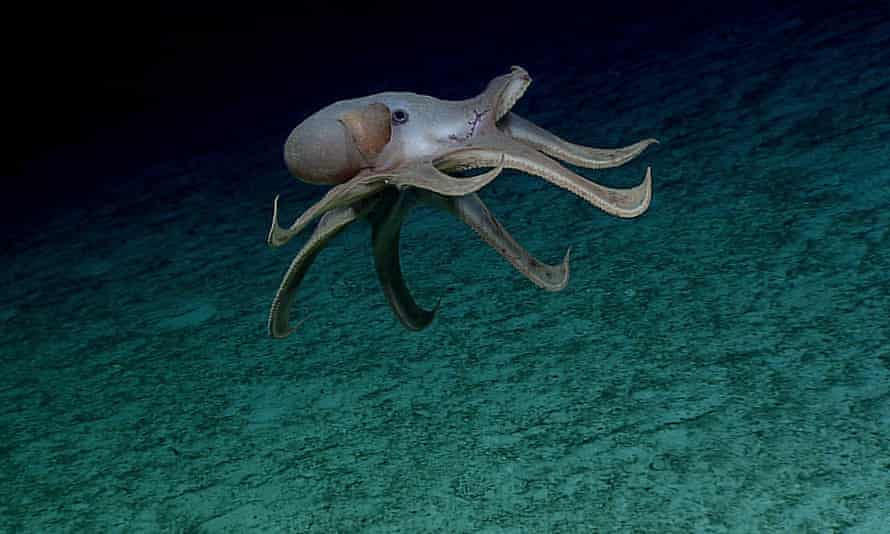 A rare deep-sea cirratus octopod. Sir David Attenborough has backed calls to stop deep-sea mining, which conservationists warn could have a major impact on wildlife and climate change.