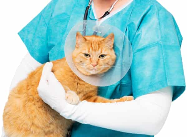 A cat is held by a vet