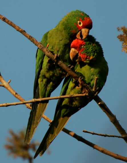 two parrots cuddling
