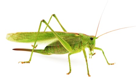 Green grasshopper isolated on white background