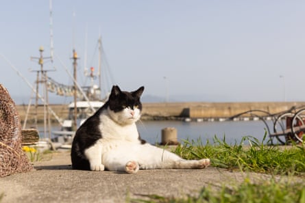 A large, black and white cat lying on its back with its head up on a dock with a boat behind it