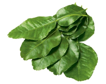 Kaffir / makrut lime leaves