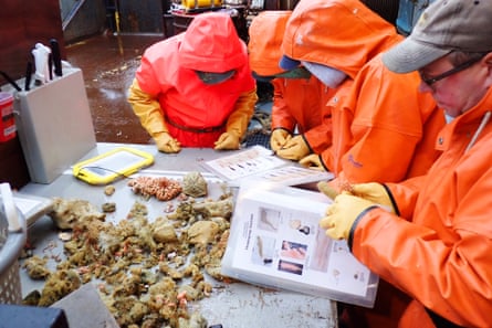 People in orange outfits analyzing sea sponges