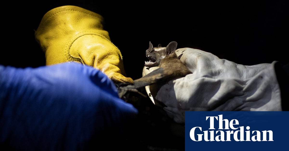 Biodiversity loss is biggest driver of infectious disease outbreaks, says study | Environment