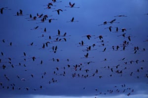 Flamingos fly at the Ebro Delta nature reserve in Poble Nou del Delta, Spain