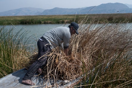 A man collects dried reeds from the bank.