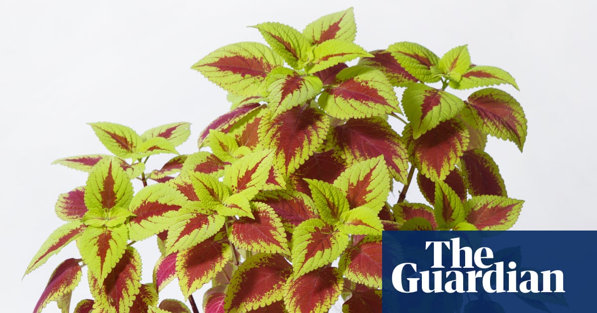 Houseplant hacks: does washing-up liquid get rid of pests?