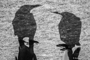 Penguins cast shadows on ice