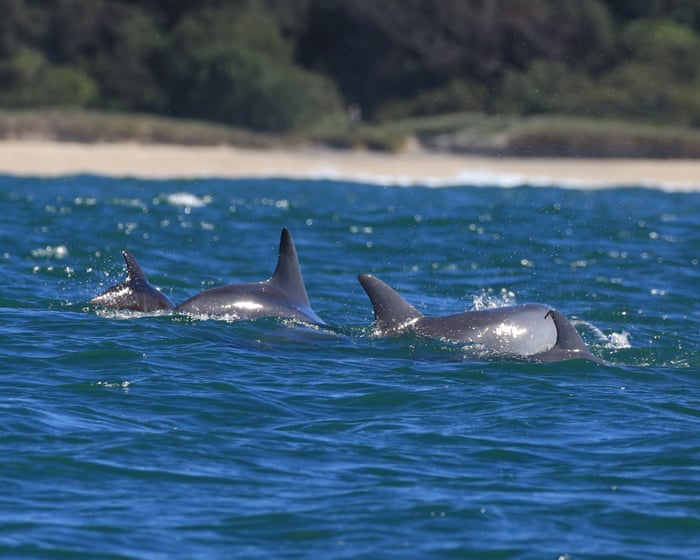 ‘Show us some fin’: citizen scientists take to the seas for first of its kind dolphin census