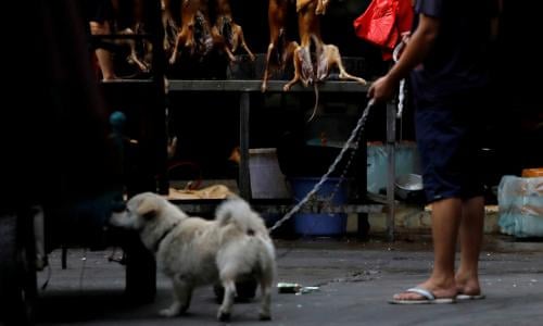 China Signals End To Dog Meat Consumption By Humans Environment The Guardian