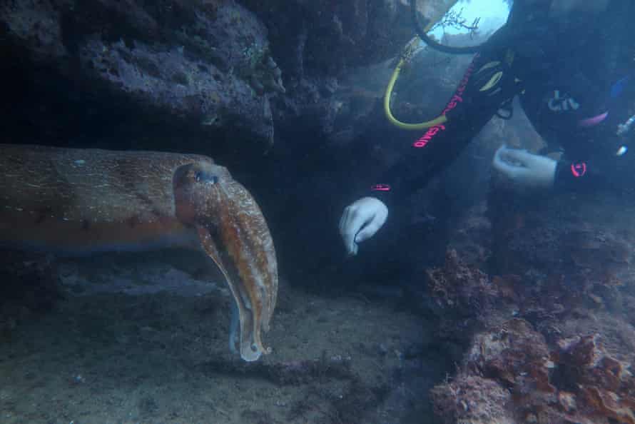 Elle Hunt with an Australian giant cuttlefish at Cabbage Tree Bay in Manly, Sydney.