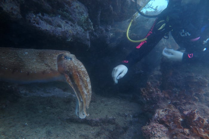 Alien Intelligence The Extraordinary Minds Of Octopuses And Other Cephalopods Environment The Guardian