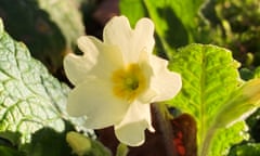 Wild primroses promise brighter days