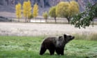 Victory for Yellowstone's grizzly bears as court rules they cannot be hunted thumbnail