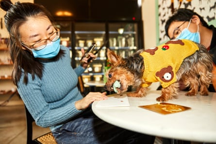 Taylor Tsai and Mona Tian with their dog Jojo, who was celebrating her birthday.  Jojo, a little Yorkie in a yellow sweater with a grizzly bear and strawberry print, is on top of a marble table, devouring a cake. 