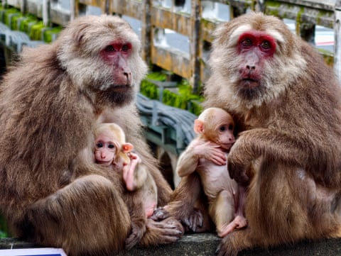 Macacos tibetanos e seus filhotes no Parque Nacional de Wuyishan, na China.