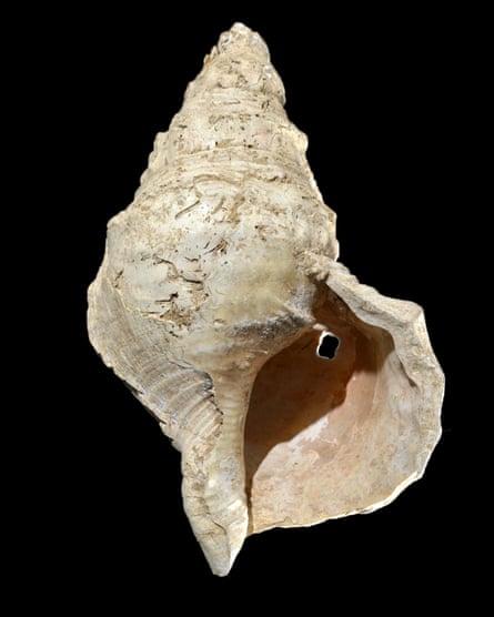 The conch shell
