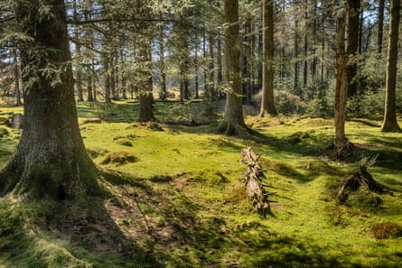Grassy English woodland