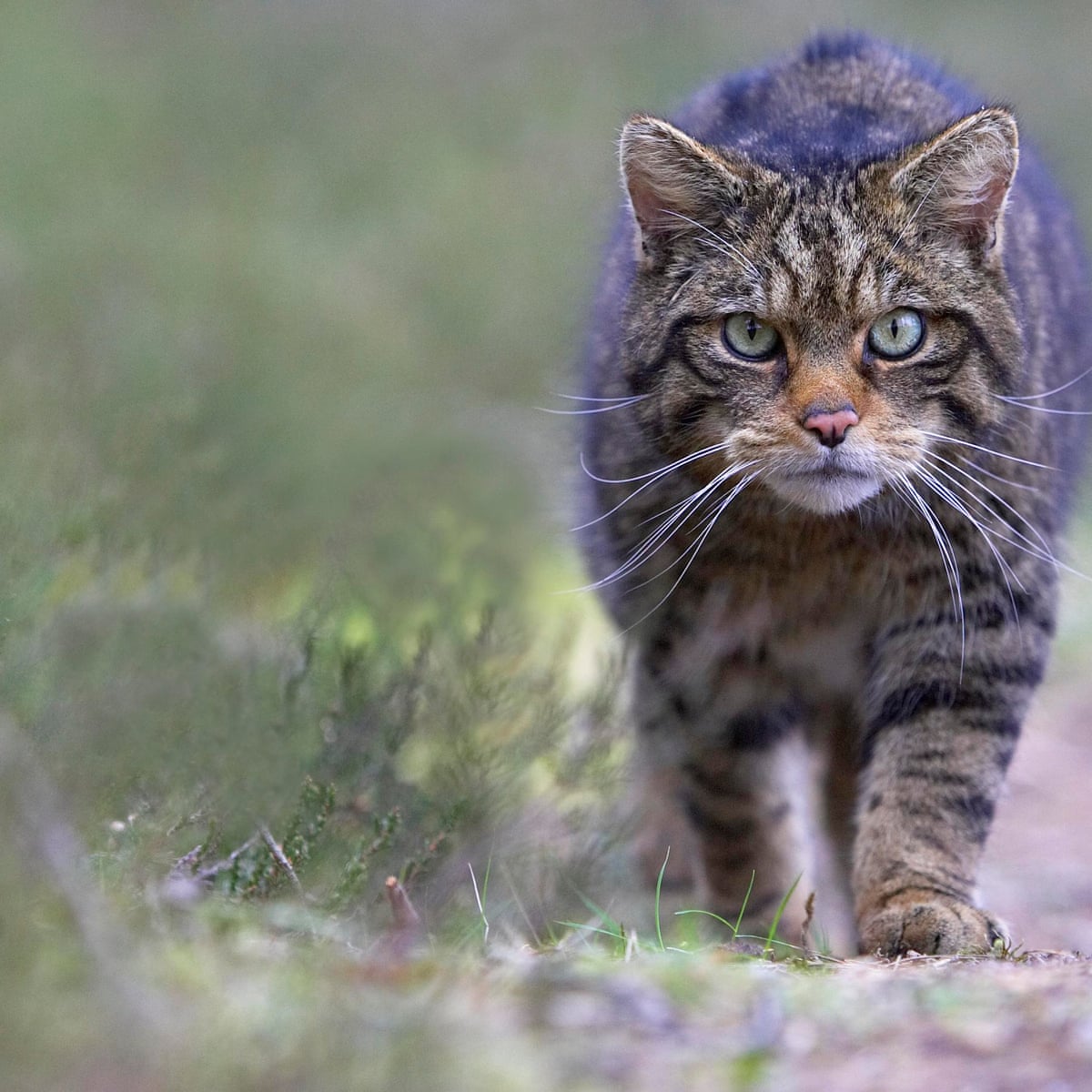 Populations of UK's most important wildlife have plummeted since 1970 | Environment | The Guardian Populations of UK's most important wildlife have plummeted since 1970 | Environment | The Guardian