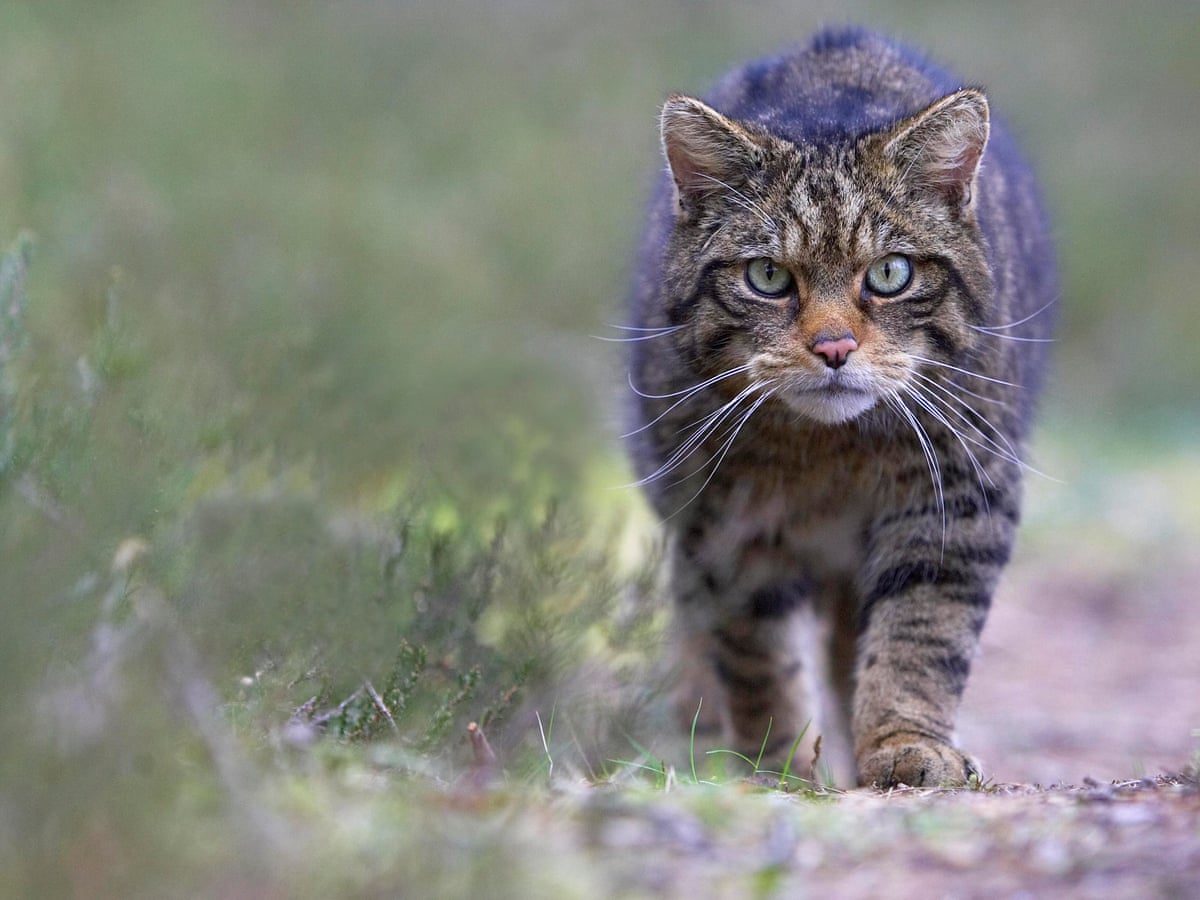 Populations Of Uk S Most Important Wildlife Have Plummeted Since